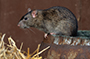 Крысы атаковали дом с нестандартной планировкой в центре Сызрани